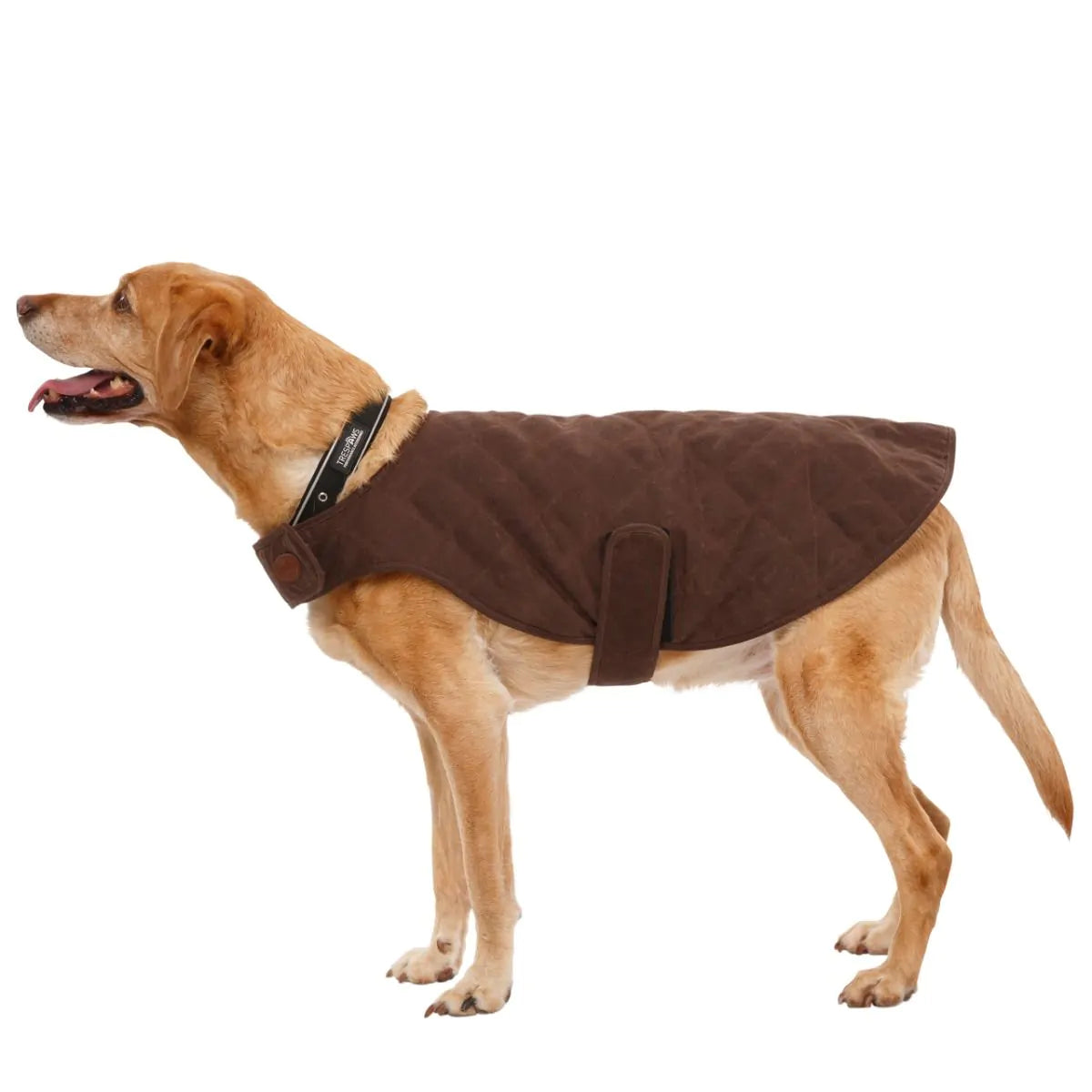 Artemis Waxed Quilted Water Resistant Dog Jacket