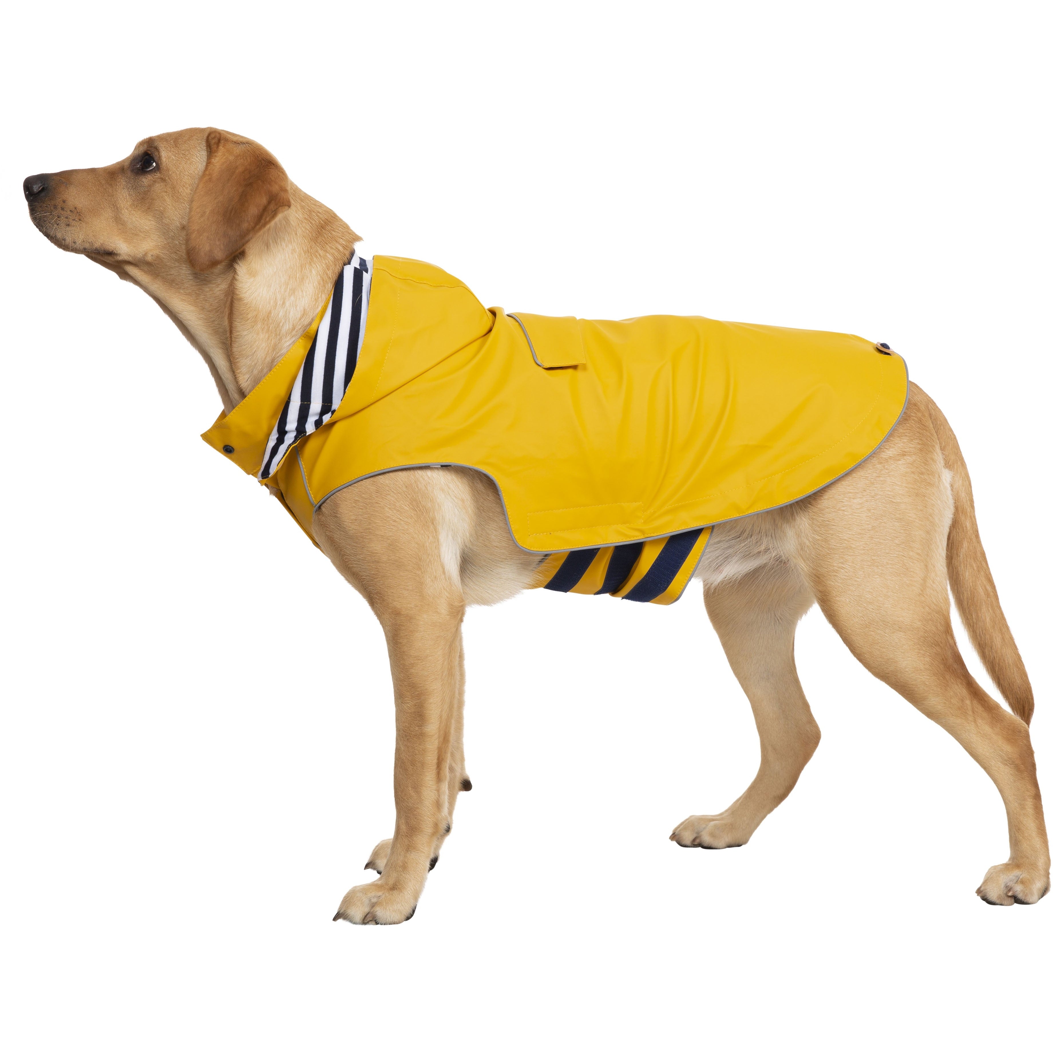 Dog with yellow clearance coat